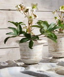 Urn Planter Rustic Large White
