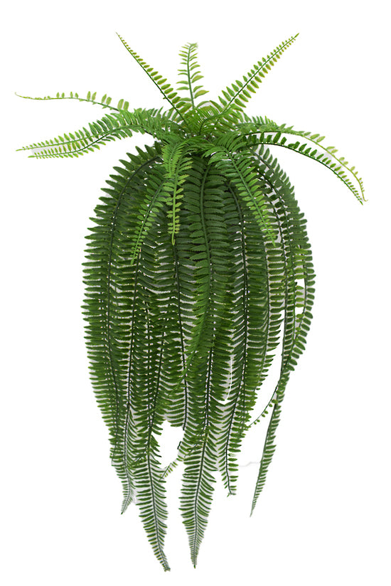 Potted Boston Fern