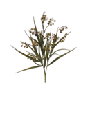 Oleaster Branch Stem