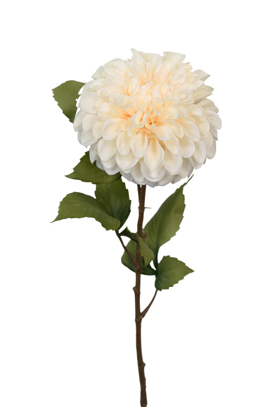 Pom Pom Dahlia Cream