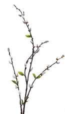 Pussy Willow Spray