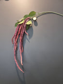 Amaranthus Spray Burgundy