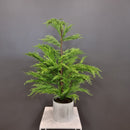 Weeping Cedar Potted Small