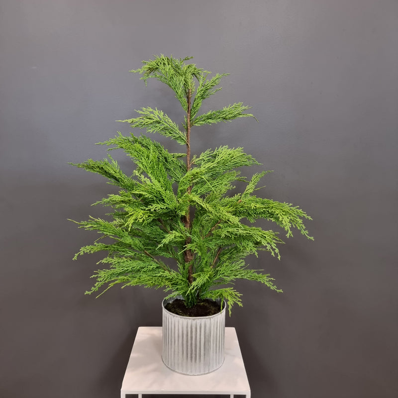 Weeping Cedar Potted Small