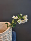 Hellebore Spray White