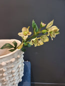 Hellebore Spray Green