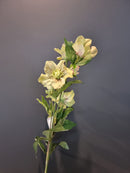 Hellebore Spray Green