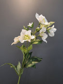 Hellebore Spray White